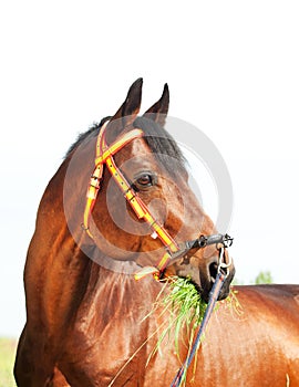 Portrait of amazing breed stallion photo
