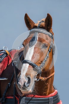 Portrait of an amazing brown horse with a bridle on the sky background