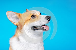 Portrait of amazing healthy and happy smart pembroke welsh corgi in the photo studio on the blue background