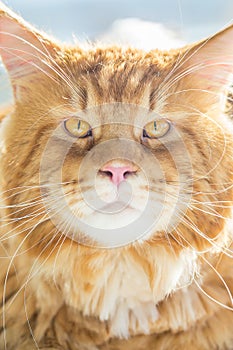 Portrait of Amazing Maine Coon Cat, Close up View, Vertical View