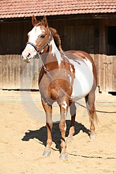 Portrait of amazing paint horse