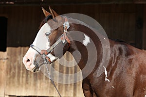 Portrait of amazing paint horse