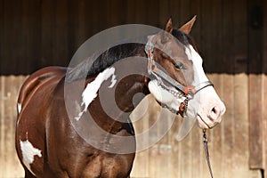 Portrait of amazing paint horse