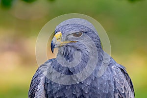 Portrait of a amazing southamerican bird