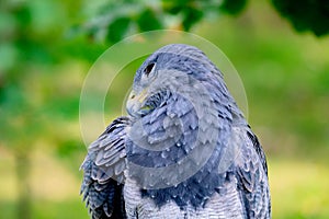 Portrait of a amazing southamerican bird