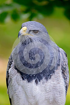 Portrait of a amazing southamerican bird