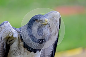 Portrait of a amazing southamerican bird