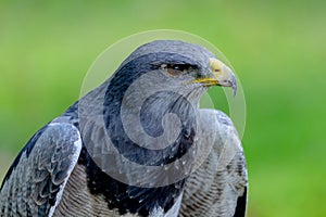 Portrait of a amazing southamerican bird