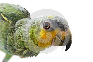 Portrait of Amazon parrot on a white background