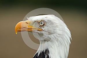 Portrait of an American Bald Eagle