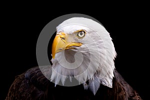 Portrait of an American Bald Eagle