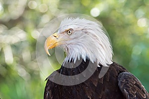 Portrait of American Bald Eagle