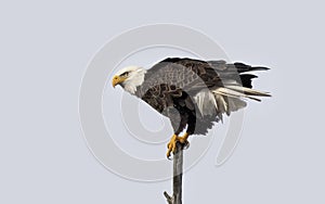 A portrait of an American bald eagle perched in a tree in Canada