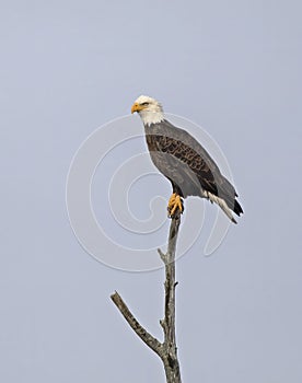 A portrait of an American bald eagle perched in a tree in Canada