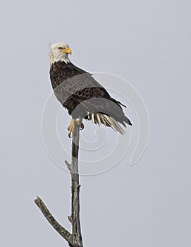A portrait of an American bald eagle perched in a tree in Canada
