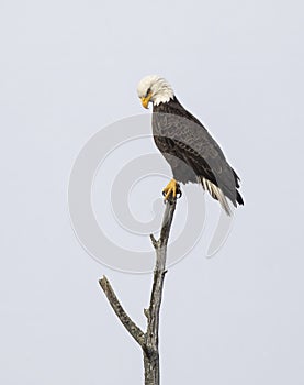 A portrait of an American bald eagle perched in a tree in Canada