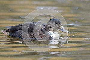 Portrait of american black duck