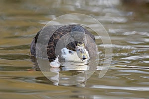 Portrait of american black duck photo