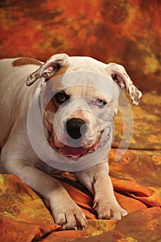 Portrait of an American bulldog