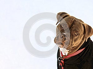 Portrait of American bulldog in black overalls, close-up of dog's head looking at camera on white snowy background