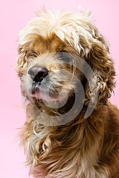 Portrait of an cocker spaniel on a pink background