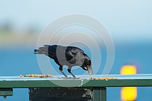 Portrait of american crow