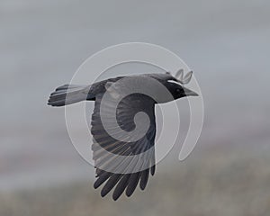 Portrait of american crow flying