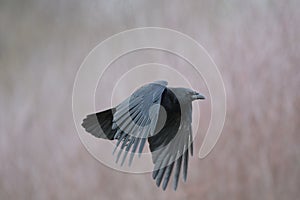 Portrait of american crow flying