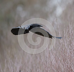 Portrait of american crow flying