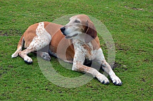 Portrait of an American English Coonhound