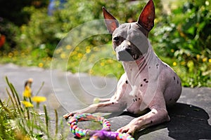 Portrait of american hairless terrier Portrait in the park with a toy