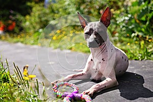 Portrait of american hairless terrier Portrait in the park with a toy