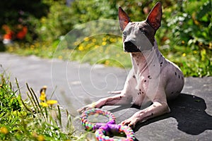 Portrait of american hairless terrier Portrait in the park with a toy