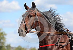 Portrait of american horse trotter breed on hippodrome