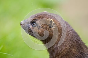 Portrait of an american mink