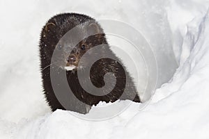 Portrait of an American mink which looks out from a snow
