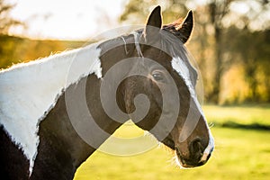 Portrait of the American Paint Horse