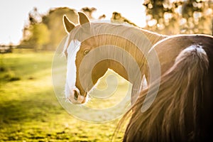 Portrait of the American Paint Horse