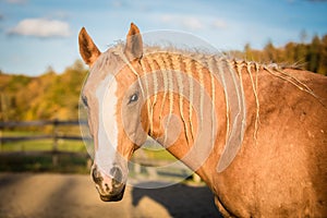 Portrait of the American Paint Horse