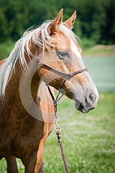 Portrait of the American Paint Horse