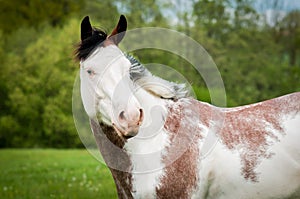 Portrait  of American Paint Horse