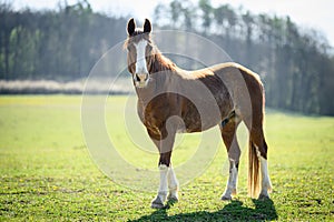 Portrait of the American Paint Horse in the barn