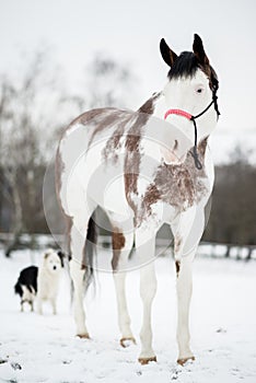 Portrait of the American Paint Horse  and border collie in winter