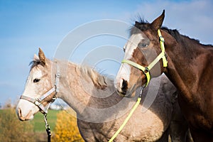 Portrait  of American Paint Horse mare with a colt