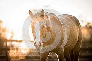 Portrait of the American Paint Horse on the meadow