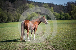 Portrait of the American Paint Horse on the meadow