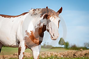 Portrait of the American Paint Horse in spring