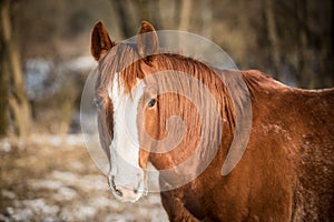 Portrait of the American Paint Horse in winter