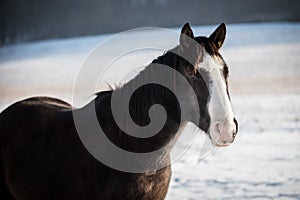 Portrait of the American Paint Horse in winter