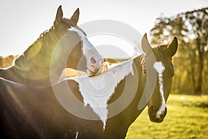 Portrait of the American Paint Horses